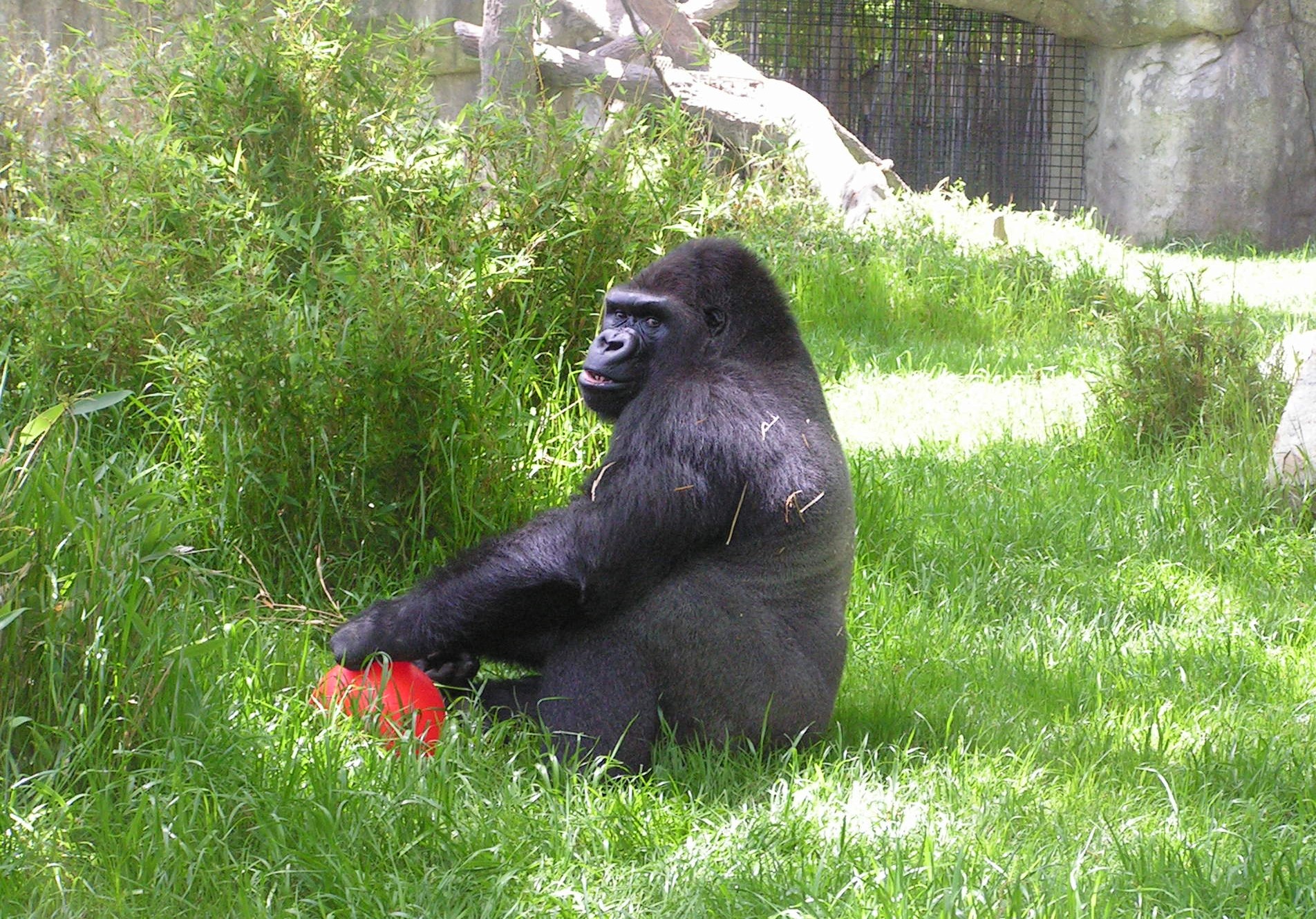 ./2006/EMMMS Zoo/PattieZooPics0028.JPG